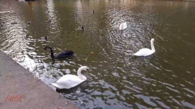 Лебеди на пруду Лопатинского сада. Смоленск смотреть онлайн
