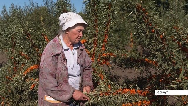Барнаульский селекционер, которая вывела облепиху без колючек, рассказала о новых сортах ягод смотреть онлайн