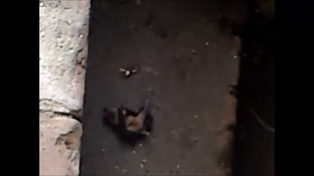 Шок видео летучая мышь