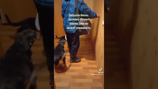 Сфинкс приехал #лысыйкот #маленькийприют #котомама смотреть онлайн