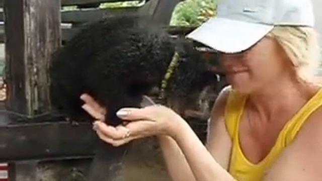 Тайланд, зоопарк Кхао Кхео. смотреть онлайн