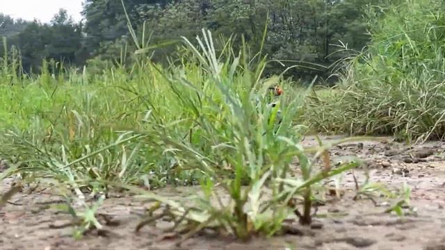 1/10 Scale RC4WD Gelande 2 LAND ROVER DEFENDER D90 2015 Mud Off-road Driving 4X4 RC Car