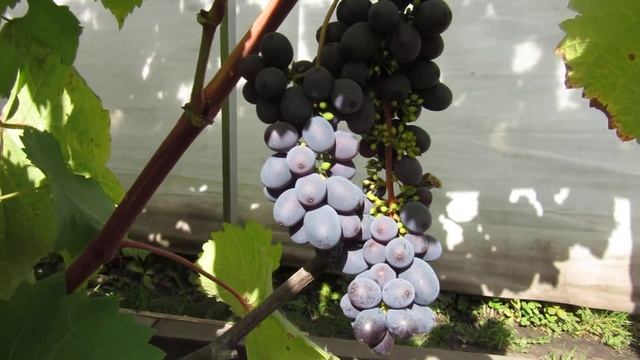 Виноград Красноярска. 2020г. Сергей Будрис. 8-902-980-79-86. смотреть онлайн