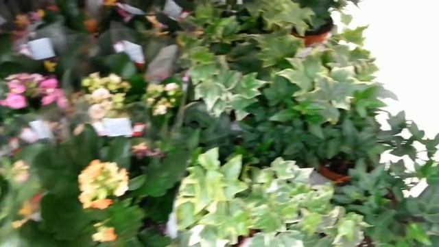 АШАН: УЦЕНКА на ЦВЕТЫ,ТЦ "Космопорт",Самара,20.04.2019. смотреть онлайн