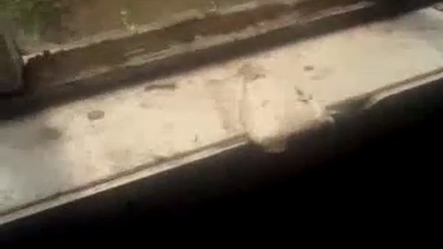 Птичка вылетела из гнезда смотреть онлайн