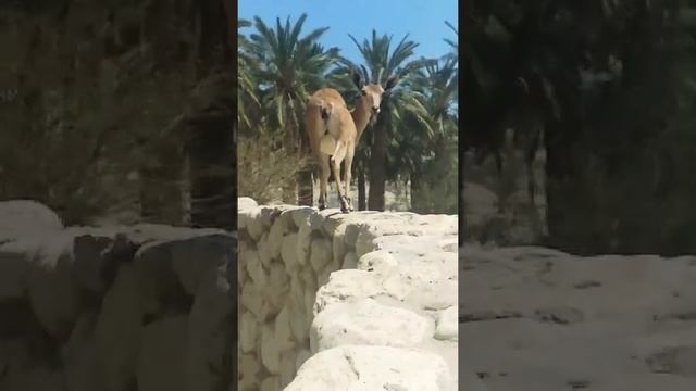 22 June 2019 היעל הנובי - Capra Nubia-  Нуби́йский го́рный козёл - Nubian Ibex