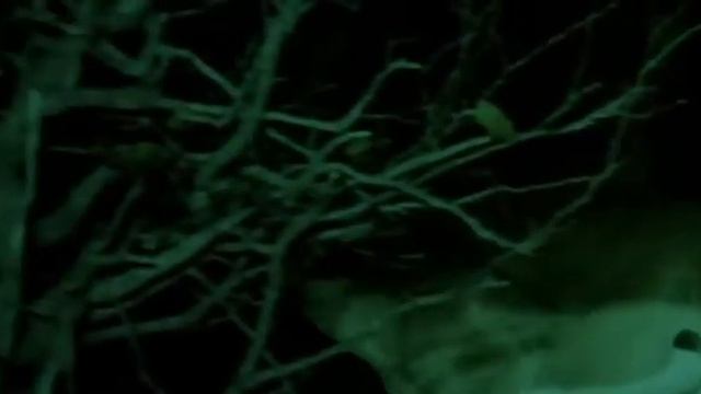 жизнь одного медоеда смотреть онлайн