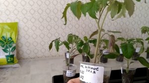 Фиолетовая рассада Томатов? Чем им помочь? Чем покормить? Ищем и сравниваем способы.