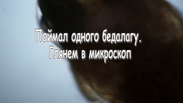 Gyrodactylusгиродактилус. рыба трётся о грунт. склеенные плавники разрушаются. плавает палкообразо. смотреть онлайн