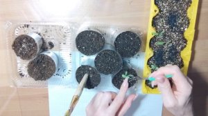 Гайлардия из семян. От посева до цветения.