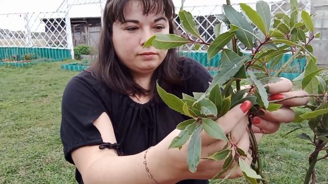 ЛАВР-его стоит выращивать дома! Формировка / Цитрусовый Рай МариАны смотреть онлайн