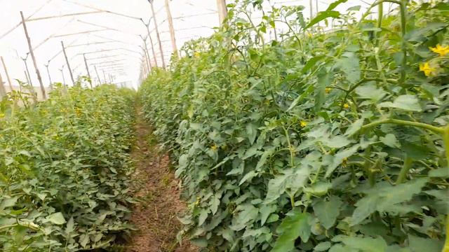 virus en tomate chonto смотреть онлайн