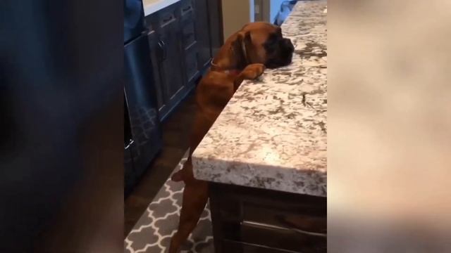 ТОП 20 приколов с собаками боксерами 2019 - Top 20 jokes with boxer dogs 2019 смотреть онлайн