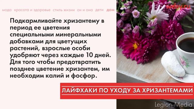 Полезные советы по выращиванию домашних хризантем в горшке смотреть онлайн