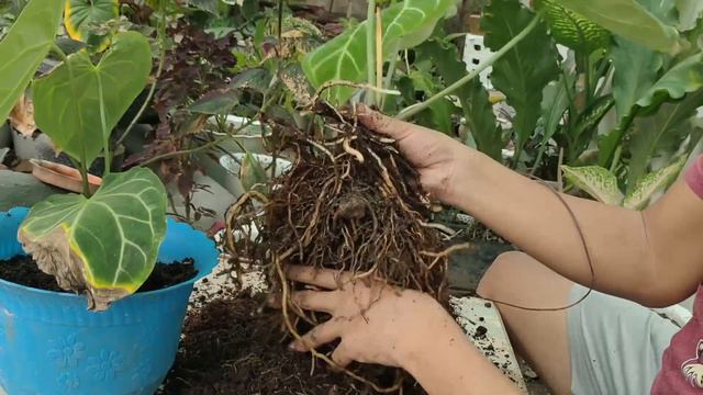 ANTHURIUM MAGNIFICUM LEAF TURNS YELLOW? CARE TIPS & PROPAGATIONS