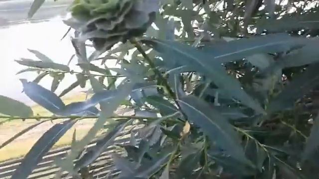 Зелёная Роза на Вербе смотреть онлайн