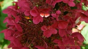 Гортензия метельчатая Вимс Ред ? обзор: как сажать, саженцы гортензии Вимс Ред