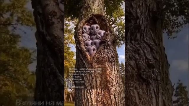 Совы * Seedlandia.ru - семена ель голубая сосна дуб бамбук монарда клен японский виноград аралия ип смотреть онлайн