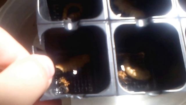 Супер белковая подкормка для домашних птиц - зофобас (зоофобус) жук- чернотелка! смотреть онлайн