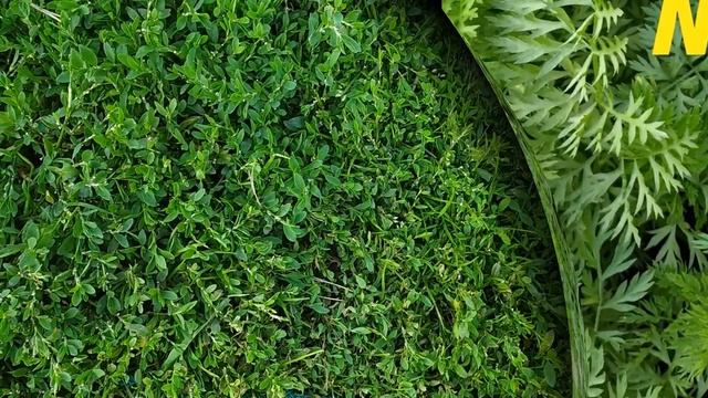 Как избавиться от морковной мухой смотреть онлайн