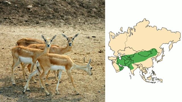 Wild Animals In Kazakhstan | Part 2 смотреть онлайн