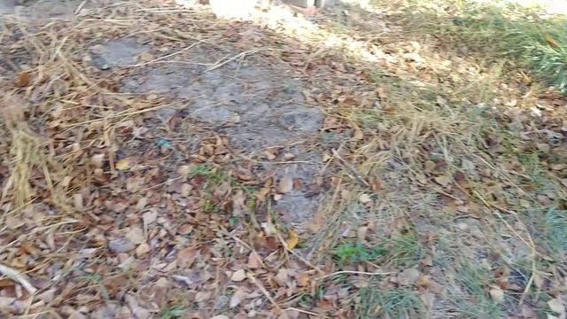 Взял на себя опеку котеек из Гидропарка. смотреть онлайн