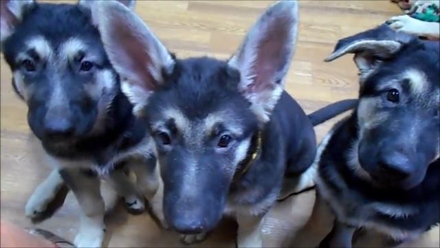 Почему породистый щенок ВЕО стоит дорого???!!! смотреть онлайн