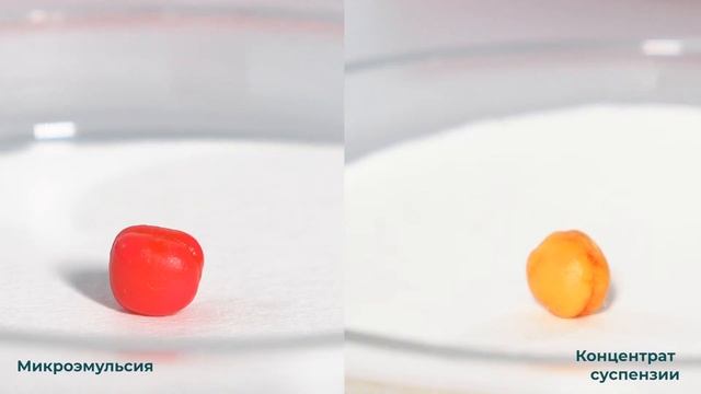 Как формуляция влияет на глубину проникновения препарата – горох (опыт №3) смотреть онлайн