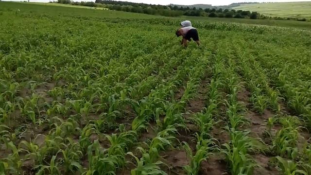 Просо выращивание. смотреть онлайн