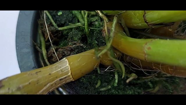 HOW TO CONTROL BACTERIAL ROT IN DENDROBIUM смотреть онлайн