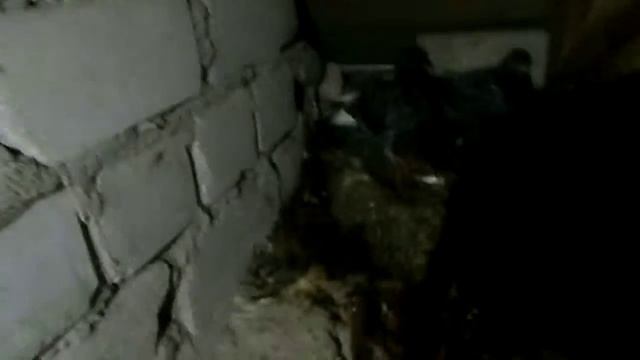 Чердачные голуби 5 день смотреть онлайн