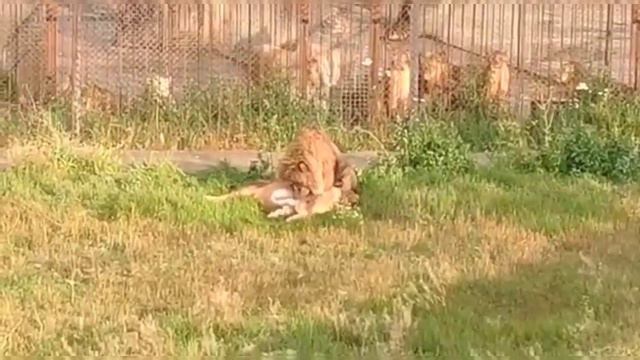 По следам наших обращений... #тайган #крым #львы #животные смотреть онлайн