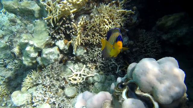 Обитатели Красного моря - королевский ангел / Royal angelfish. Отель Pensee Royal Garden, Эль-Кусей смотреть онлайн