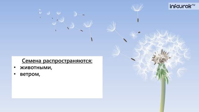 Плоды. Распространение плодов и семян | Биология 6 класс #31 | Инфоурок смотреть онлайн