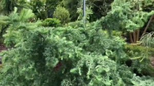 Сад Руслана Хупова. Экскурсия по весеннему саду. Кошехабль. Хвойный сад. Сад коллекционера.