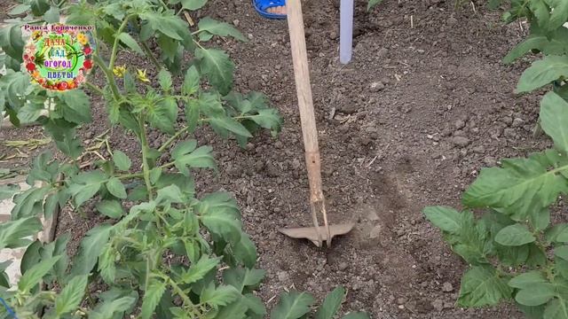 Идет похолодание, нельзя поливать Как безопасно полить растения в теплице на грядке? Дедушкин спосо смотреть онлайн