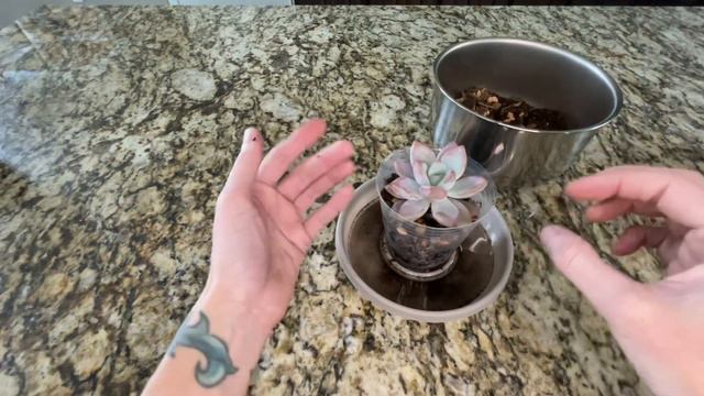 Succulent Propagation | How to Propagate a Succulent Using the Beheading Method смотреть онлайн