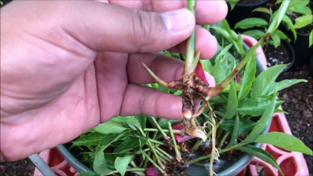 Growing RED GINGER (shoots)= Alpinia Purpurata = Ostrich Plume