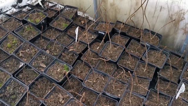 Заношу хризантемы, на раннее черенкование и немного о гортензии. смотреть онлайн