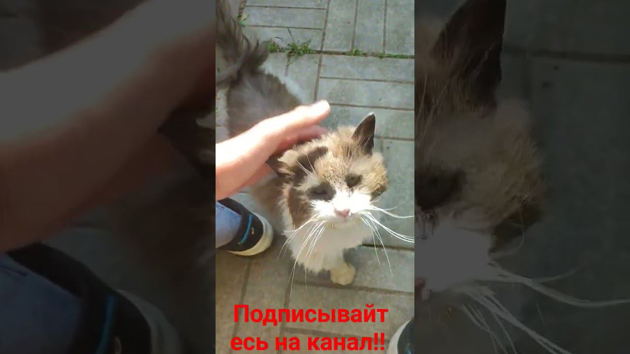 Барсик и ласка! смотреть онлайн
