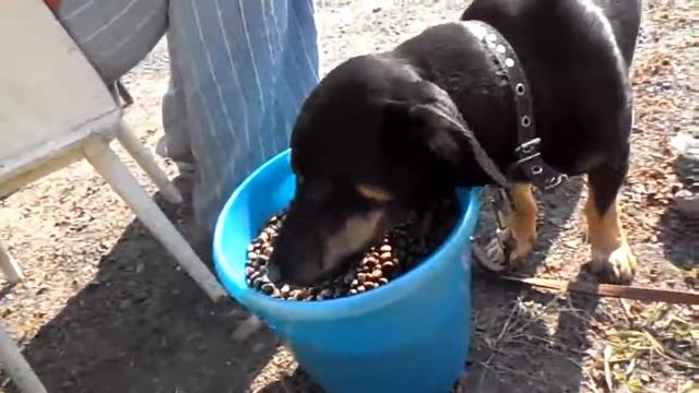 Собака ест кедровые орехи смотреть онлайн