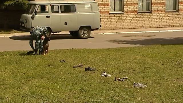 Служебные собаки смоленского кинологического центра