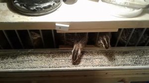 Кормушка для перепелов. Уменьшаем потери корма.