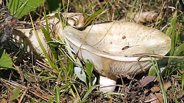 Lactifluus vellereus смотреть онлайн