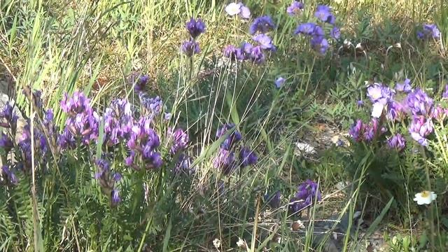 Через хребет Сунтар-Хаята к морю Охотскому. Часть 1. Через перевалы к Сунтару. Across The Suntar ..