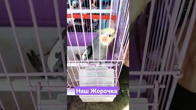 #попугай #говорящий#приколы#животные Сам себя не похвалит, ходит как унылый гном ? смотреть онлайн