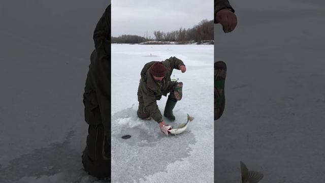 Ловим судака на жерлицы на Ахтубе смотреть онлайн