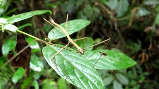 Orangutans Of Kutai National Park, Indonesia