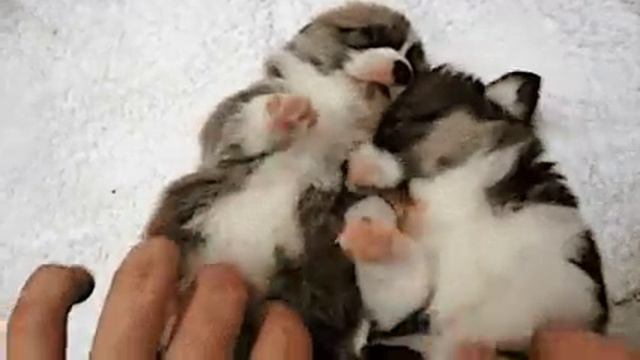 Кусатца нельзя!) смотреть онлайн