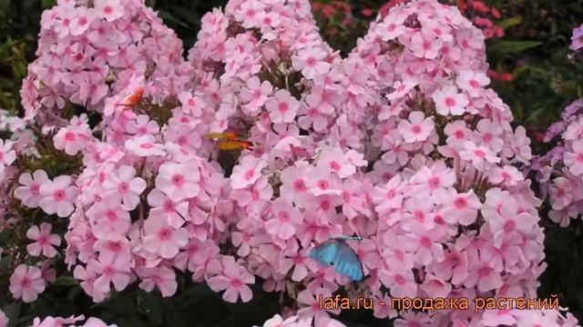 Флокс метельчатый Брайт Айс (phlox paniculata) ? обзор: как сажать, рассада флокса Брайт Айс смотреть онлайн